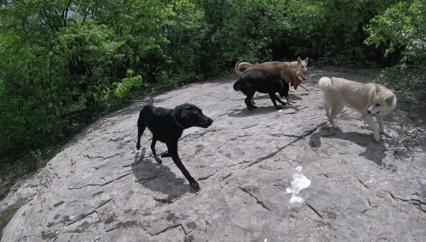 Dogs love to play in a group 015.2016 06 12