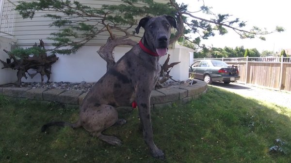 Current Pack Members 021.Rudy.Bonsai.2017 09 13