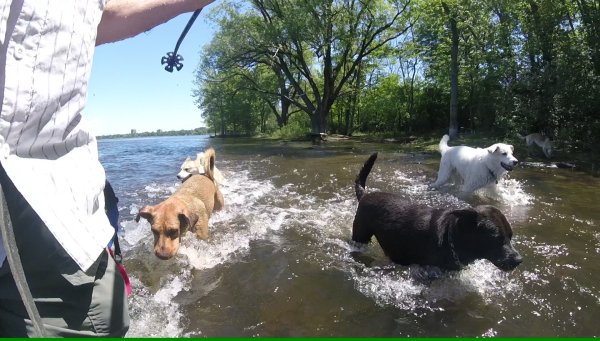 Dogs love to play in a group 06.River Day 2016 06 18