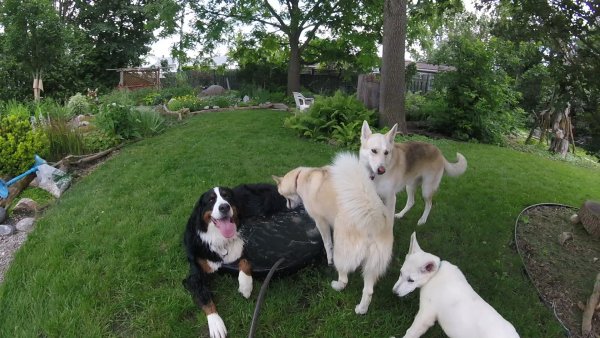 Current Pack Members 058.Who's Next.2017 07 14