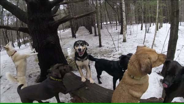 Dogs love to play in a group 04.Group.Log.2017 04 17