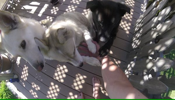 Dogs love to play in a group 021.2016 06 18