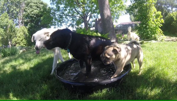 Dogs love to play in a group 020.2016 06 18