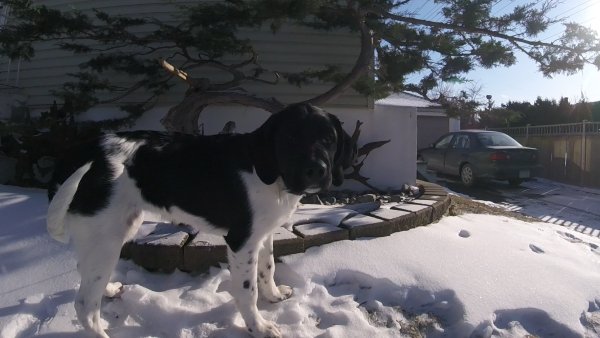 Current Pack Members 015.Lucy.Bonsai.01.2018 01 30