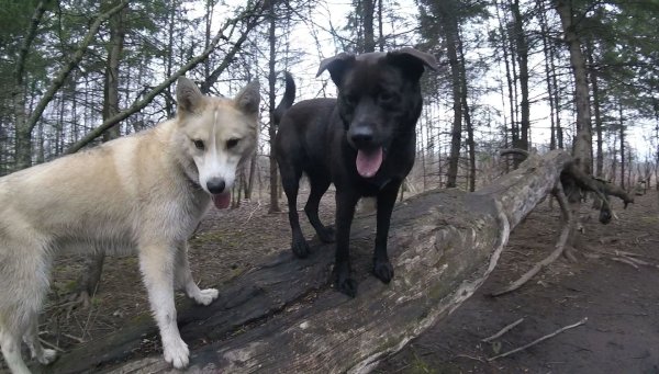 Current Pack Members 081.Sadie And Emmy 01