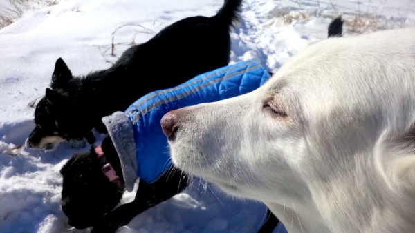 Nanuq of the North (RIP my best friend Dec.2002-Apr.2017) 08.The Sheriff
