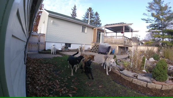 Dogs love to play in a group
