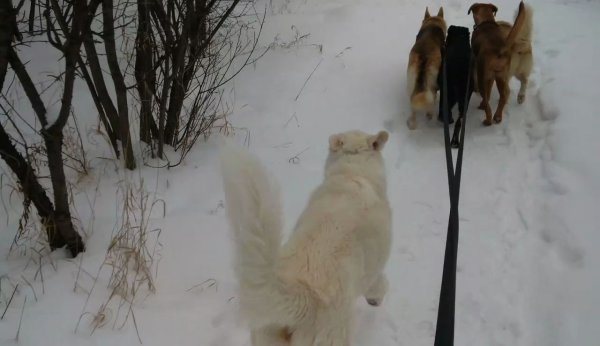 Current Pack Members 095.perfect pack