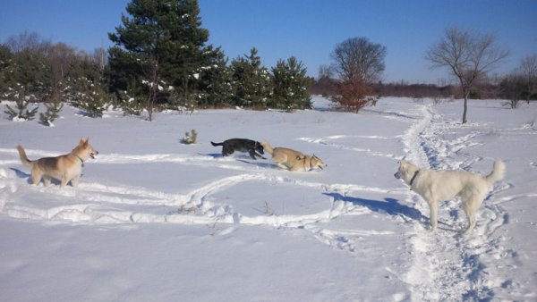 Dogs love to play in a group 014.group play