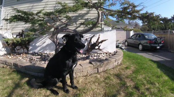 Current Pack Members 07.Cash.Bonsai.2017 05 01