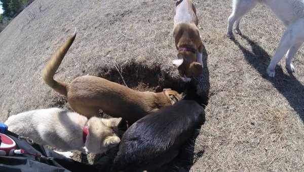 Dogs love to play in a group 09.Group digging