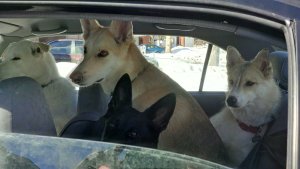 Wisdom - Random bits of wisdom. Are we there yet