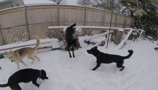 Current Pack Members 077.Emmy.Juno.Cash.Sage.2017 01 24