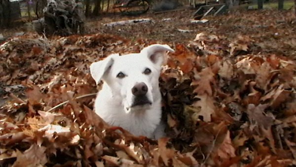 Nanuq of the North (RIP my best friend Dec.2002-Apr.2017) 04.I love the smell of leavesin the fall