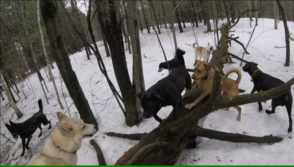 Current Pack Members 089.Group.Log.01.2017 04 17