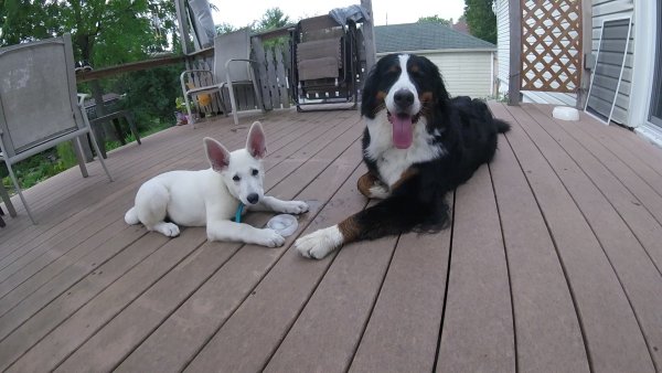 Current Pack Members 047.Lacie and Roxy.2017 08 13