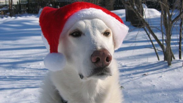 Nanuq of the North (RIP my best friend Dec.2002-Apr.2017) 02.ohwellsillyhattimeagain