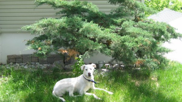 Nanuq of the North (RIP my best friend Dec.2002-Apr.2017) Nanuq Bonsai(3 yrs. Old)