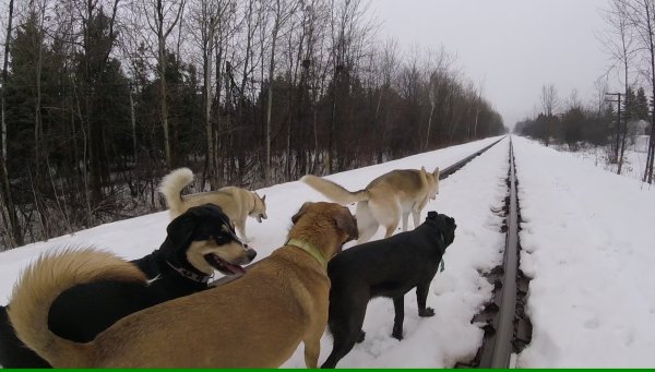 Current Pack Members 078.Track Time.2017 03 05