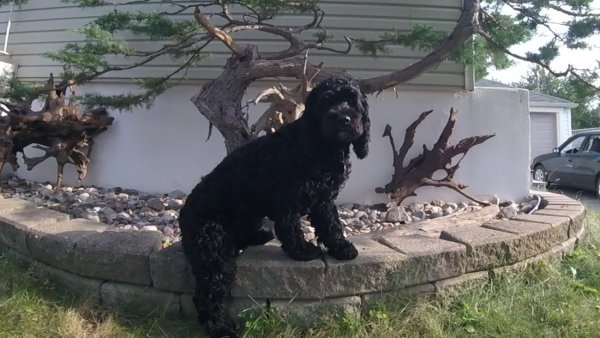 Current Pack Members 017.Luna.Bonsai.2017 09 18