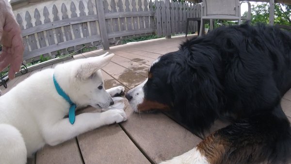 Current Pack Members 067.Learning to Share.2017 08 13