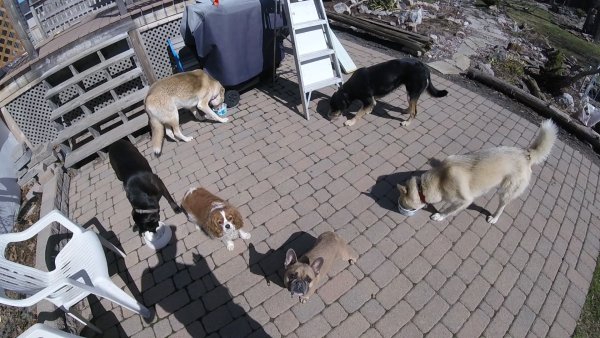 Current Pack Members 060.Time.To.Share.2017 07 28