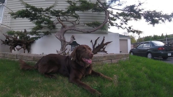 Current Pack Members 04.Hershey.Bonsai.2017 05 13