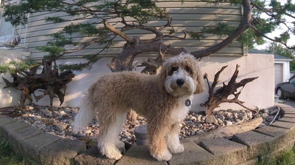 Current Pack Members 05.Obie.Bonsai.2017 09 16