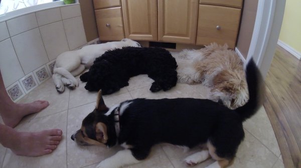 Current Pack Members 053.Puppy Nap Time.2017 07 28