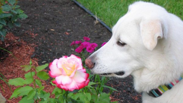 Nanuq of the North (RIP my best friend Dec.2002-Apr.2017) 01.these.can.be.prickly