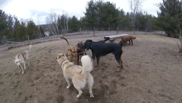 Dogs love to play in a group 08.good group on a stick