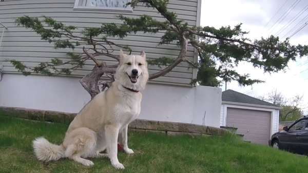 Current Pack Members 01.Sadie.Bonsai.2016 06 13